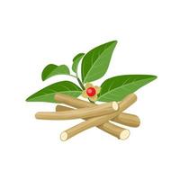 Vector illustration of Ashwagandha or Withania somnifera, also known as Indian ginseng, isolated on white background.