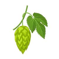 Vector illustration, Humulus lupulus flower cone also known as Hops, isolated on white background.