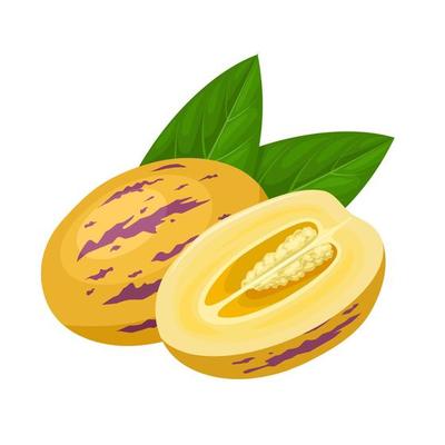 Vector illustration, Pepino or Solanum muricatum, with green leaves, isolated on white background.