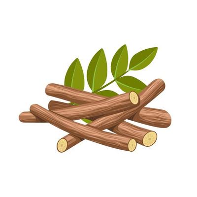 Vector illustration of licorice root, scientific name Glycyrrhiza glabra, with green leaves, isolated on white background.