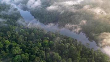 Antenne Bewegung Über See im tropisch Regenwald im nebelig Wolke video