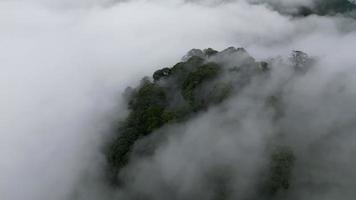 Drohne Schuss Orbit Grün Wald umgeben durch Nebel video