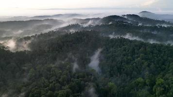 Antenne fliegen Über Malaysia Regenwald video