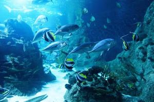 Marine ecosystem with tropical fish and reef in the deep sea photo