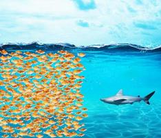 Goldfishes group make a wall against the shark. Concept of unity is strenght, teamwork and partnership photo