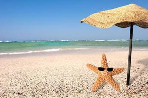 Starfish and summer photo