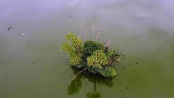 Aerial view crows bird stay at small island in lake video