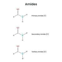 Amides Biochemistry Functional Group science vector infographic