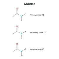 amidas bioquímica funcional grupo Ciencias vector infografía