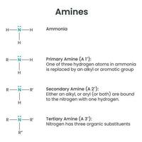 Amines Biochemistry Functional Group science vector illustration infographic