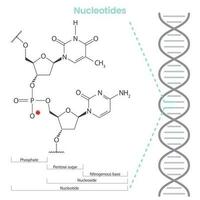 Nucleotide scientific biochemistry vector illustration infographic