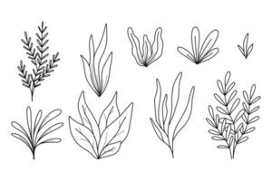 Algae set in doodle style. Algae Collection. Vector illustration. Sea plants.