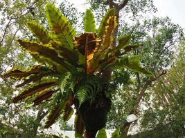 Bird's Nest Fern photo