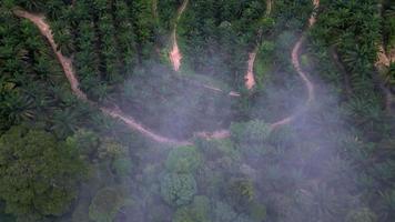 Antenne oben Nieder Aussicht Öl Palme Baum von Regenwald video