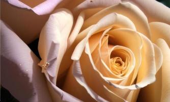 gold metallic roses photo