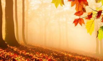 autumn leaves in the forest background photo