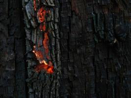burned wood texture background photo
