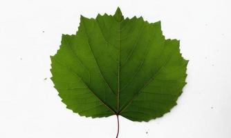 big leaf on white background photo