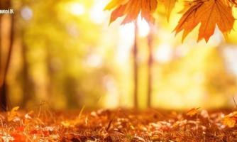 autumn leaves in the forest background photo