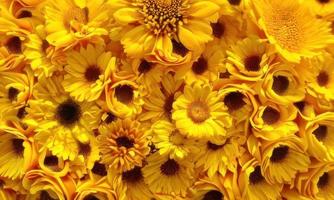 yellow sunflower background photo