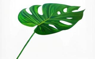 big leaf on white background photo