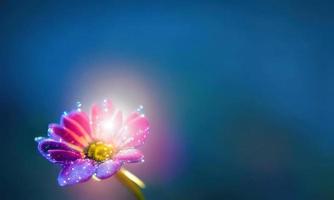 pink flower on blue background, glowing flower photo