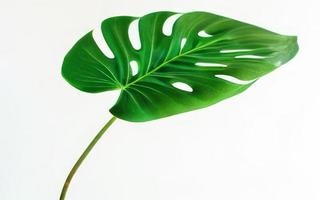 big leaf on white background photo