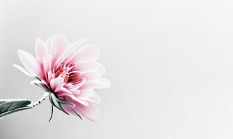 flower on white background photo