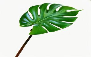 big leaf on white background photo