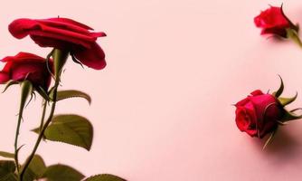 pink rose and petal on white background photo