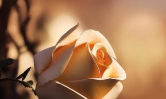 gold metallic roses photo