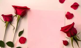 pink rose and petal on white background photo