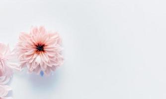 flower on white background photo