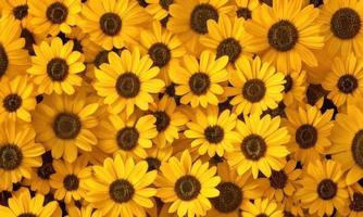 yellow sunflower background photo