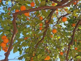 Mandarin tree with fruits, Valencia, Spain photo