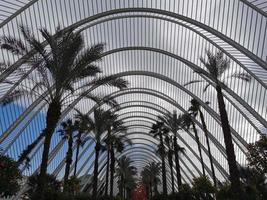 Palm trees in the garden photo