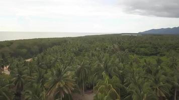 Aerial view green coconut trees video