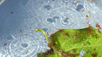 viele Ameisen Leben auf Blatt im das Wasser zu Flucht Tod. video