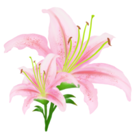 Pink Lilies with buds on the stems - watercolor painting png