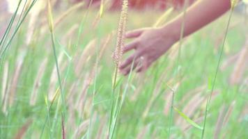 The girl's hand touches the flower green grass  on the field before evening with soft orange light. video