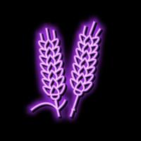 ear barley grain neon glow icon illustration vector