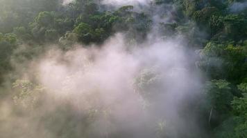 Aerial view low cloud over green rainforest video