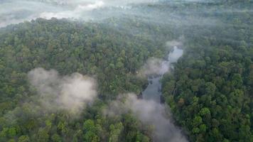 nebbioso Basso nube a verde foresta pluviale video