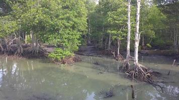 Mangrove Bäume Wurzel video