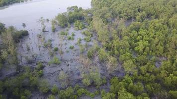 Drohne Aussicht Über nackt Mangrove Bäume video