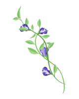 set of butterfly pea floral frame background png