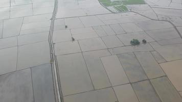 aereo Visualizza risaia campo con acqua. video