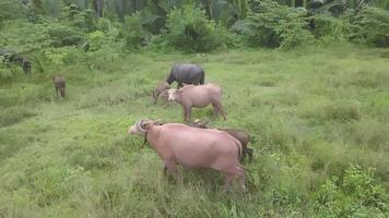 Büffel Familie Leben beim Feld. video