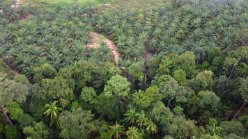 Aerial view oil palm plantation video