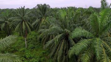 langsam fliegen Über Öl Palme Bauernhof video